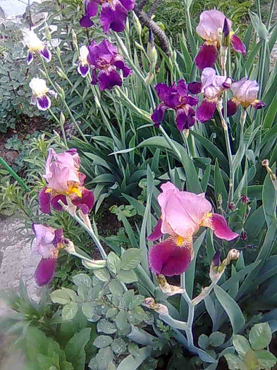 Imagine005 - flori 2012