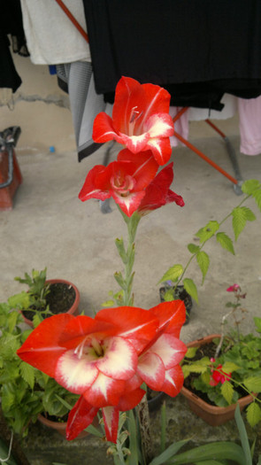 986666 - gladiole 2011