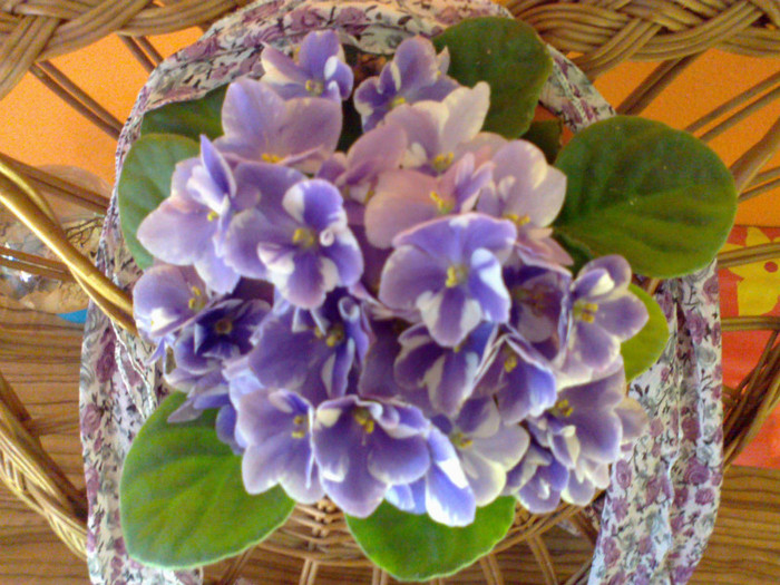15102011085 - violete 2011