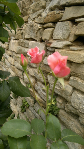 19876 - trandafiri 2011