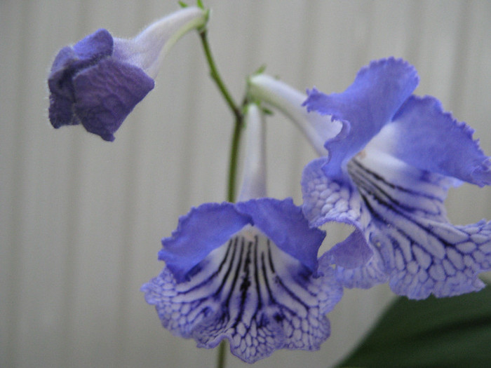  - streptocarpus CF Avgustina