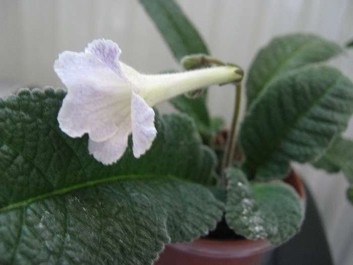  - streptocarpus Demeter