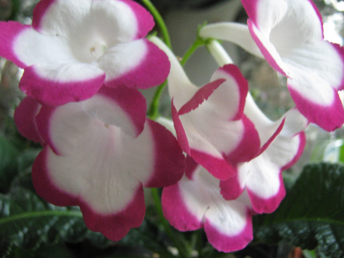  - streptocarpus Rose Halo