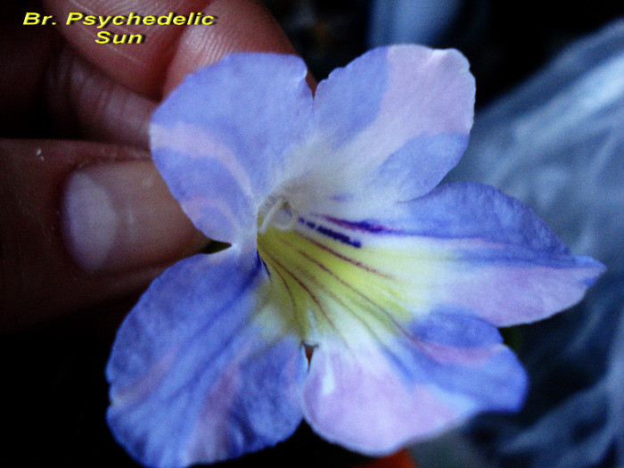 Br. Psychedelic Sun (6-05-2012) - Streptocarpusi 2012
