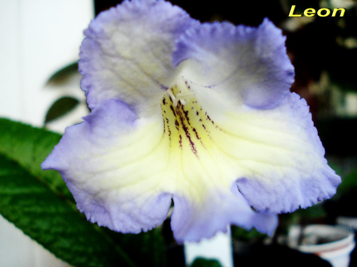 Leon (6-05-2012) - Streptocarpusi 2012