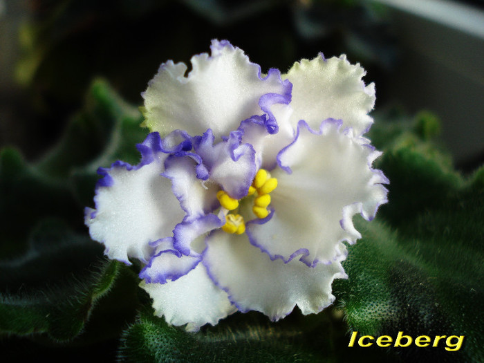 Iceberg (6-05-2012) - Violete 2012