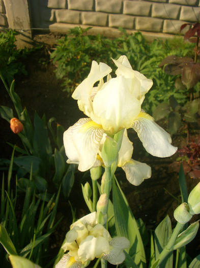 iris lemon 1