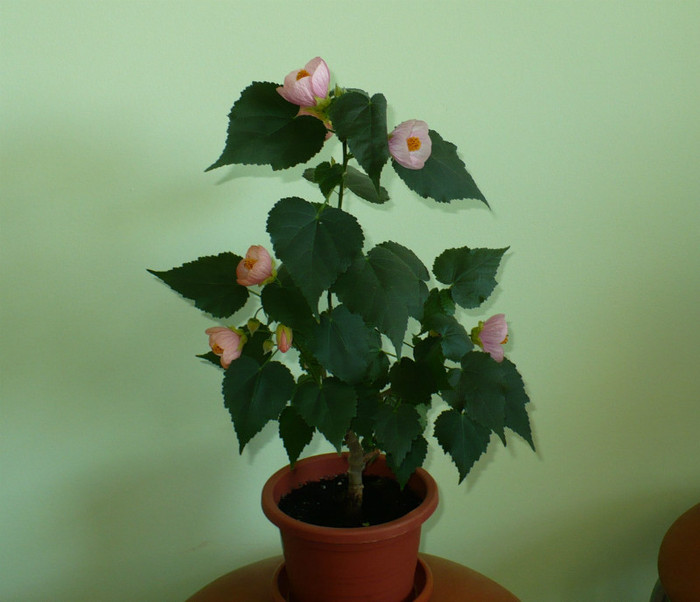 P1380944 - Abutiloni 2012