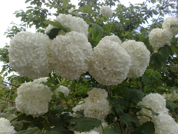 05052012 - Viburnum sau Calin