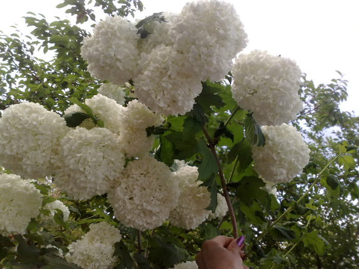 05052012 - Viburnum sau Calin