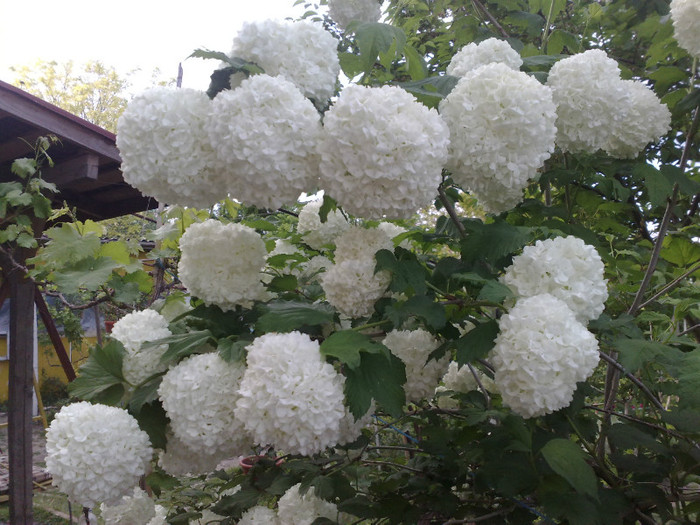 05052012 - Viburnum sau Calin