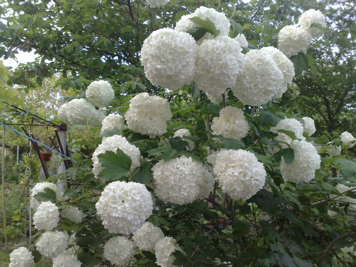 05052012 - Viburnum sau Calin