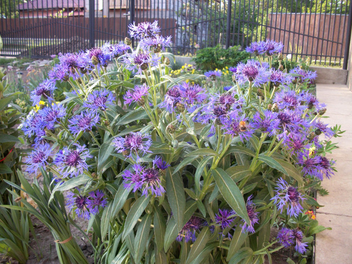 100_9168 - centaurea montana 2012