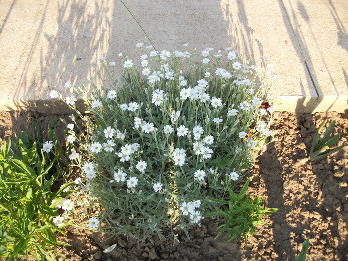 100_9183 - cerastium tomentosum