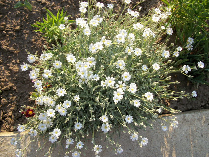 100_9197 - cerastium tomentosum