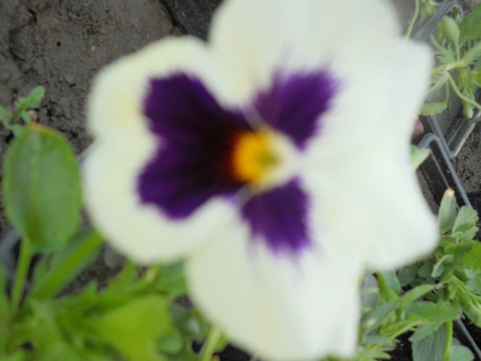 DSCN2538