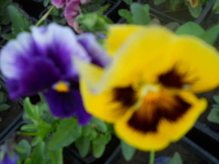 DSCN2546