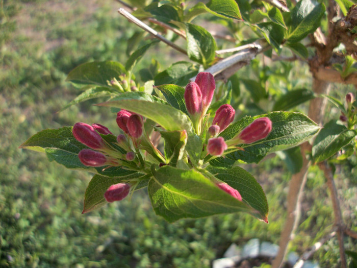 6 mai 2012 - weigela 2012