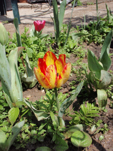 aprilie2012 - Lalele-irisi-pansele