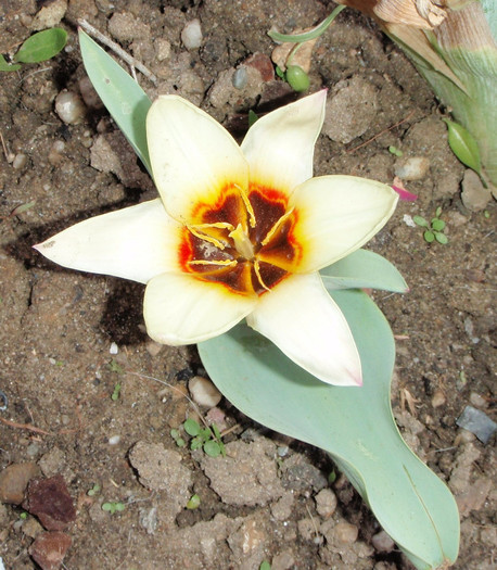 lalea aprilie2012 - Lalele-irisi-pansele