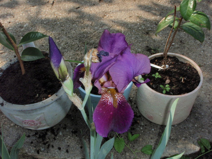 iris cu prima floare trecuta - Lalele-irisi-pansele