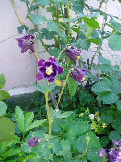 P1010009 - Mai - Iunie