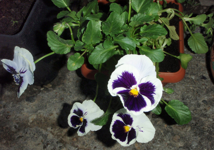 panseluta april2012 - Lalele-irisi-pansele