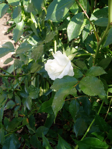 primul trandafir inflorit - Mai - Iunie