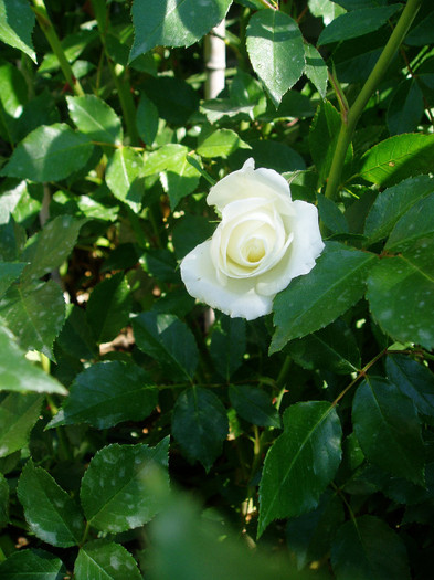 Schneewittchen rose - Mai - Iunie
