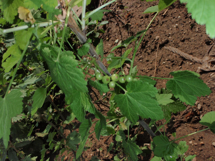 coacaz rosu (verde in apr2012) - Plante Comestibile
