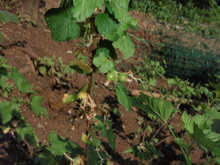 coacaz negru (verde in apr2012) - Plante Comestibile