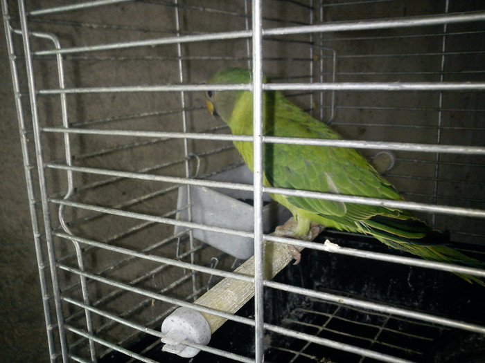 DSC01731 - Papagali cap de pruna pui