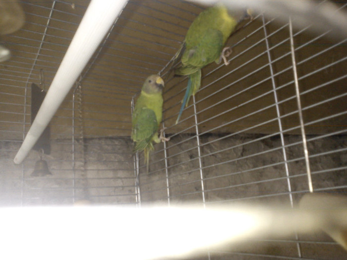 DSC01734 - Papagali cap de pruna pui