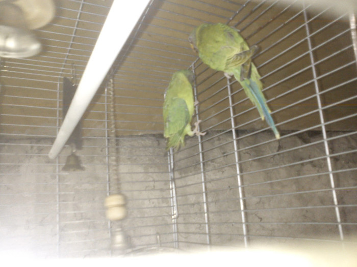 DSC01735 - Papagali cap de pruna pui