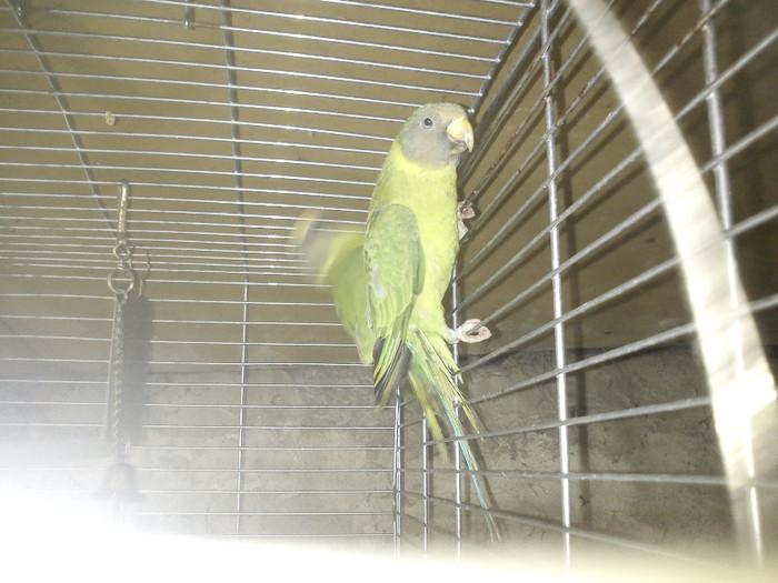 DSC01740 - Papagali cap de pruna pui