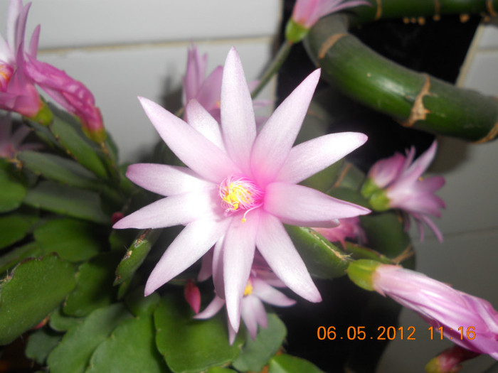 Inca mai are floricele! - Rhipsalidopsis 2012
