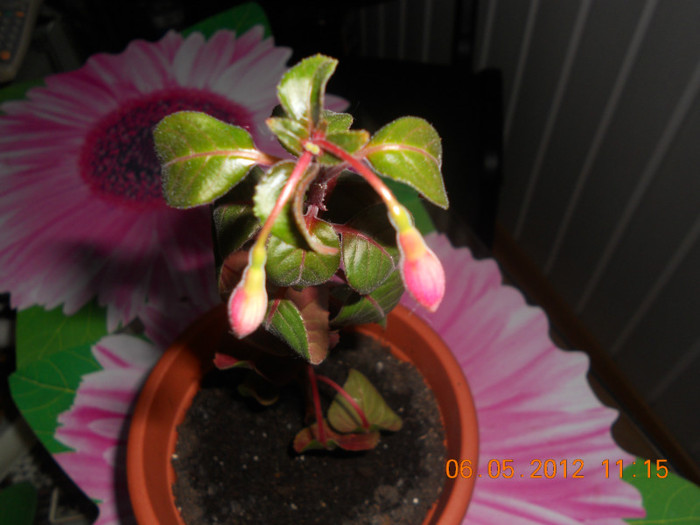 2 bobocei - Fuchsia 2012