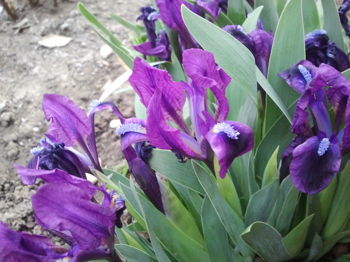 iris pitic