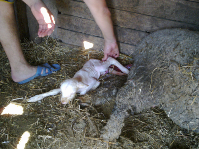 050520121109 - MERINOS DE PALAS