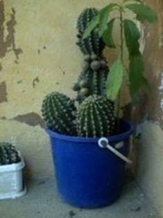 71569497 - cactusi