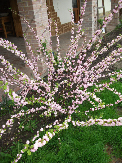 DSCF1266 - Prunus triloba