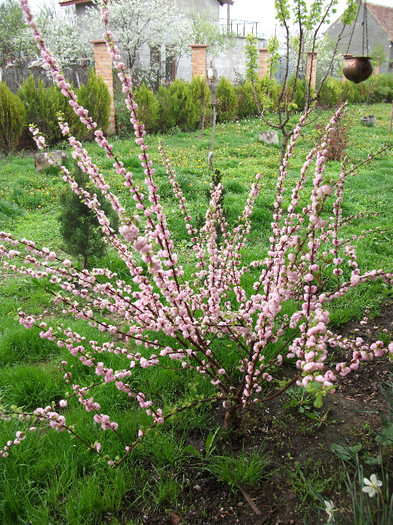 DSCF1269 - Prunus triloba