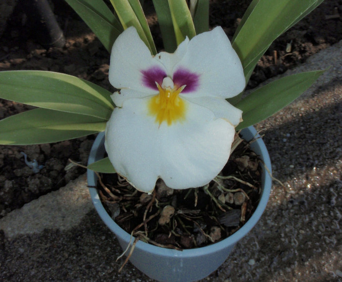 miltonia 5 mai 2012 - Miltonia