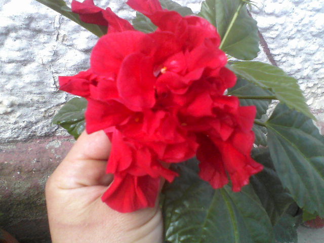 P06-05-12_10.03 - hibiscus