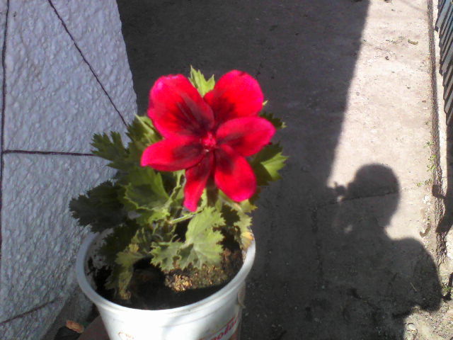 muscata englezeasca rosie