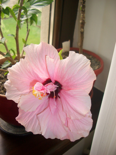 CLASSIC PINK - anul acesta vad ca primele flori nu sunt asa bogate...l-am pus la "ingrasare" - hibi 2012