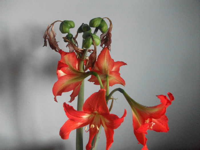 Picture 392 - crin mai