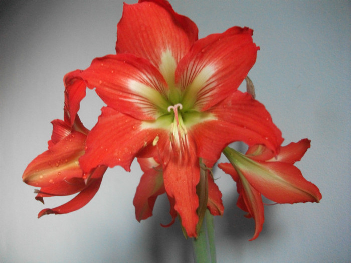 Picture 394 - crin mai