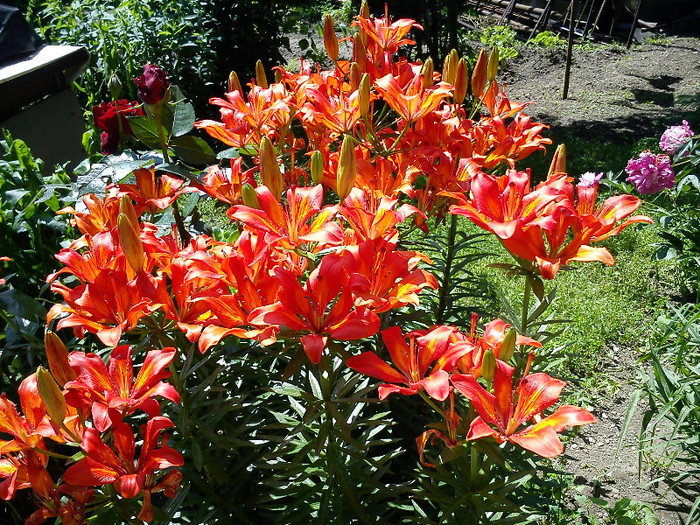 DSC01107 - florile mele