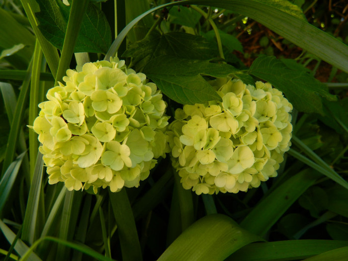 DSCN3808